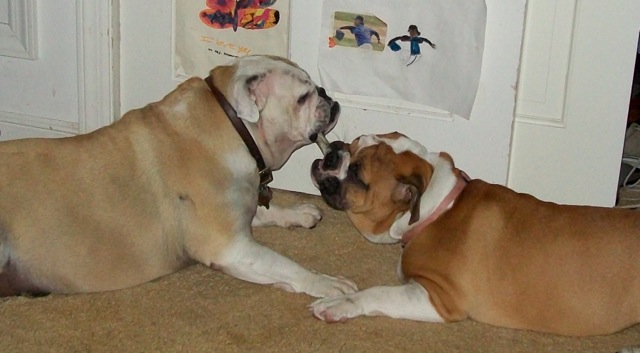 Bulldogs sharing a bone