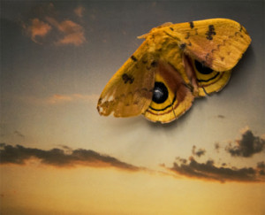 Sleight of Hand (Moth on Polaroid Sky)