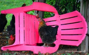 Having a Seat, Chicken Style