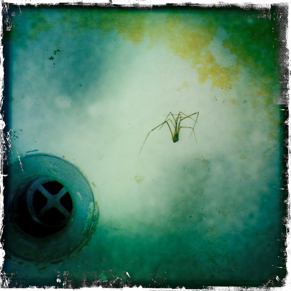 spider and drain